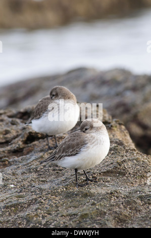 Le Bécasseau variable (Calidris alpina), deux adultes en plumage d'hiver se percher sur les rochers à Filey Brigg, Yorkshire du Nord. Janvier. Banque D'Images