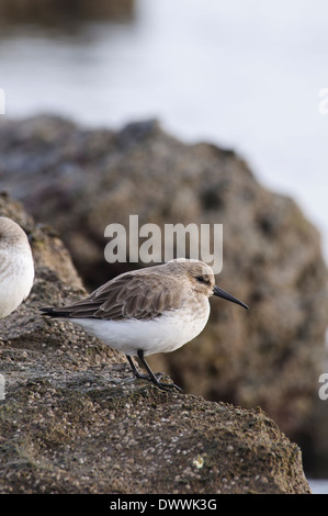 Le Bécasseau variable (Calidris alpina), adulte en plumage d'hiver debout sur des pierres à Filey Brigg, Yorkshire du Nord. Janvier. Banque D'Images