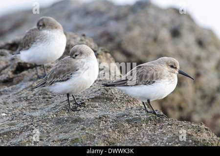 Le Bécasseau variable (Calidris alpina), groupe de trois adultes en plumage d'hiver debout sur des pierres à Filey Brigg, Yorkshire du Nord. Janvier. Banque D'Images