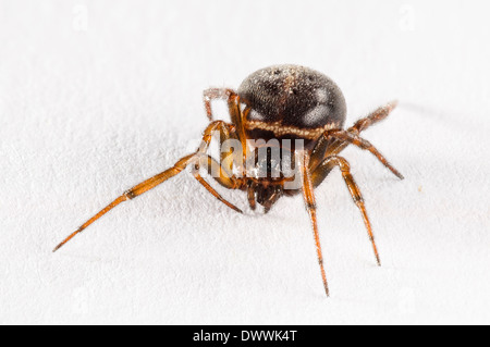 Fausse commune veuve, aka clapier (araignée Steatoda bipunctata), femelle adulte photographié sur un fond blanc. Banque D'Images