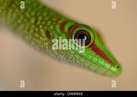 Madagascar gecko Phelsuma madagascariensis jour géant, Gecokonidae, Afrique Banque D'Images