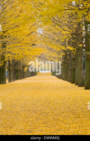 Le Ginkgo arbres en automne, Tokyo, Japon Banque D'Images