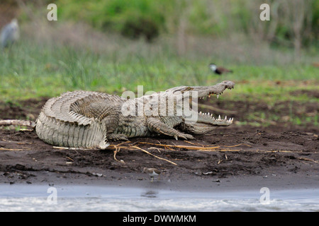 Crocodile du Nil Crocodylus niloticus, Crocodylidae Chawo, Lac, Parc National de Nechisar, Arna Minch, Ethiopie, Afrique Banque D'Images