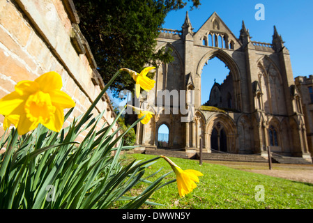 Printemps jonquilles à Newstead Abbey, Nottinghamshire England UK Banque D'Images