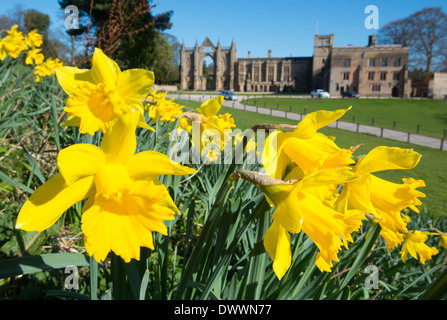 Printemps jonquilles à Newstead Abbey, Nottinghamshire England UK Banque D'Images