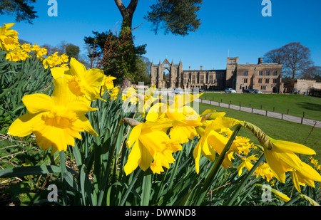 Printemps jonquilles à Newstead Abbey, Nottinghamshire England UK Banque D'Images