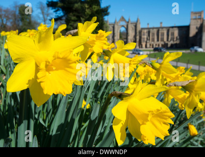 Printemps jonquilles à Newstead Abbey, Nottinghamshire England UK Banque D'Images