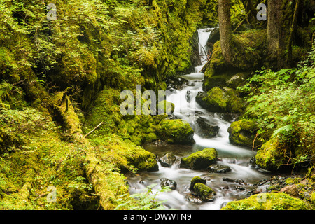 Ruisseau coule à travers la forêt pluviale tempérée de la forêt nationale de Tongass, l'île Baranof, Alaska, USA Banque D'Images