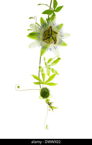 La direction générale des frais passiflora fleur avec bud est isolé sur fond blanc Banque D'Images