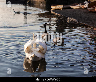 Richmond upon Thames, Grand Londres, Royaume-Uni, 13 mars 2014. La capitale connaît des températures plus chaudes à la mi-mars. Les Londoniens se libérer de leurs manteaux d'hiver, des bateliers saupoudrés de chaloupes et de tables et de chaises à l'extérieur semblait riverside bars et cafés que les températures ont atteint des sommets cette semaine agréable. Banque D'Images