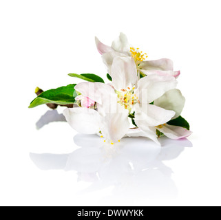 Fleurs de Printemps sur fond blanc. Apple Blossom pour la saison du printemps Banque D'Images