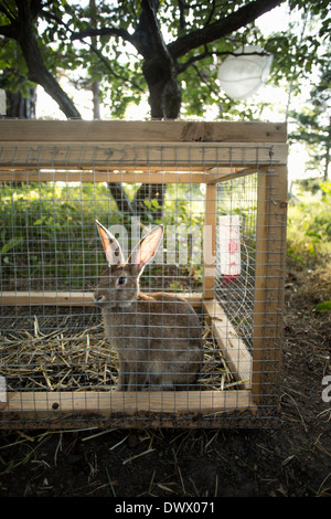 Lapin emprisonné dans hutch at yard Banque D'Images