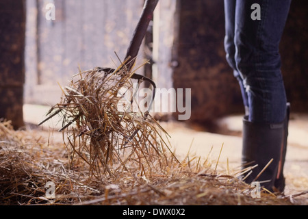 Portrait of farmer shoveling hay in barn Banque D'Images