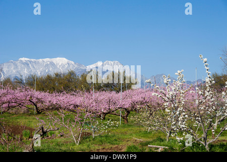 Pêchers en fleurs, Banque D'Images