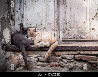 Photo horizontale de deux chats de rue (un rouge et un gris), de dormir ensemble dans les escaliers, dans de d'une vieille porte. Banque D'Images