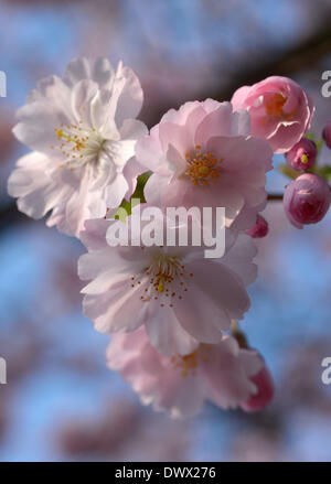 Cologne, Allemagne. 14Th Mar, 2014. Les fleurs de cerisier fleurissent à Cologne, Allemagne, 14 mars 2014. Photo : FEDERICO GAMBARINI/dpa/Alamy Live News Banque D'Images