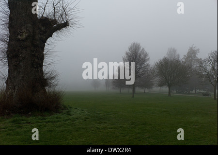 Arbres dans la brume, Brighton Banque D'Images