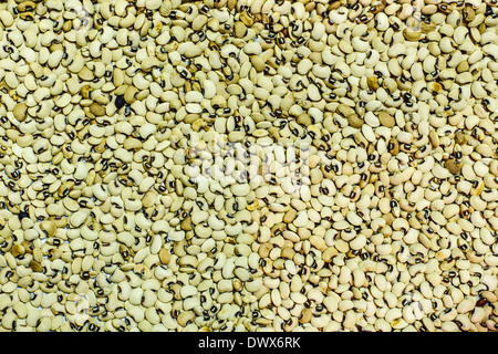 Une récolte abondante de black-eyed peas. Banque D'Images
