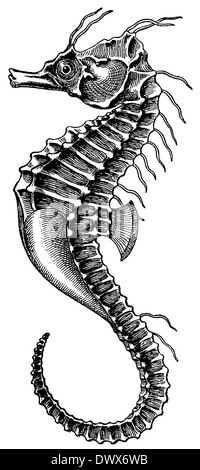 Seahorse Banque D'Images