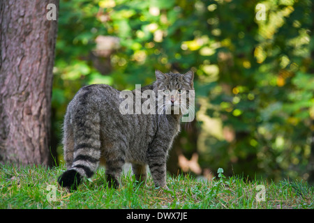 Chat Sauvage Européen (Felis silvestris silvestris) en forêt Banque D'Images
