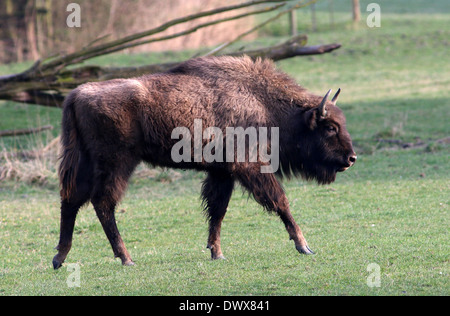 20 images d'un troupeau de bison d'Europe ou wisents (Bison bonasus) à Natuurpark Lelystad, Pays-Bas Banque D'Images