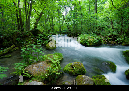 La rivière Oirase, Aomori, Japon Banque D'Images