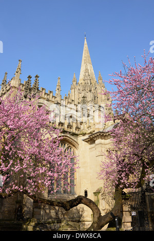 Fleur d'amande à l'extérieur de l'église de l'Université de St Marie la Vierge , High Street, Oxford Banque D'Images