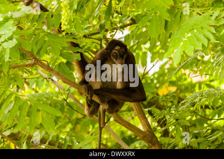 Singe araignée brune on tree Banque D'Images