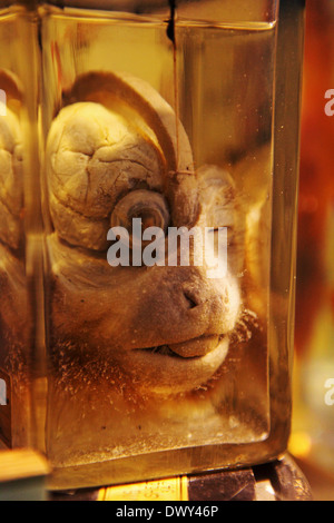 La tête de singe disséquées partiellement à la subvention Musée à Londres, en Angleterre. Banque D'Images