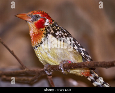 Le rouge et jaune Barbet (trachyphonus erythrocephalus) mâle Banque D'Images