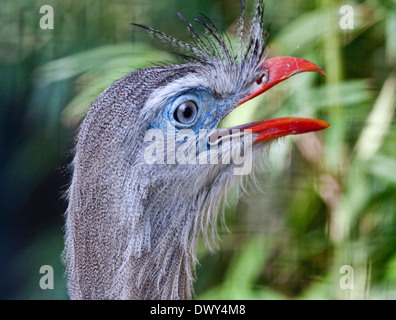 Pattes rouge Seriema (cariama cristata) Banque D'Images