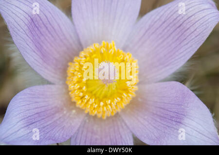 Stamp et organes de fructification de l'anémone pulsatille. Voir à l'intérieur de la fleur. - 2012 Banque D'Images