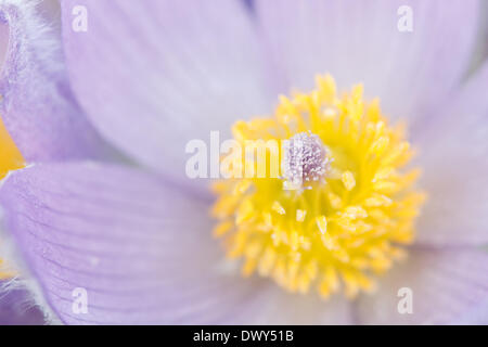 Stamp et organes de fructification de l'anémone pulsatille. Voir à l'intérieur de la fleur. - 2012 Banque D'Images