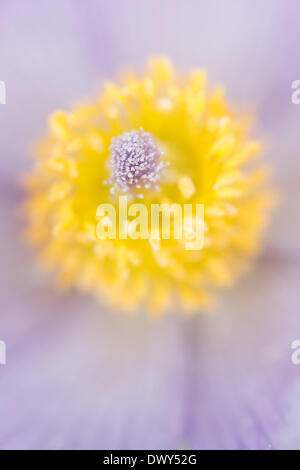 Stamp et organes de fructification de l'anémone pulsatille. Voir à l'intérieur de la fleur. - 2012 Banque D'Images