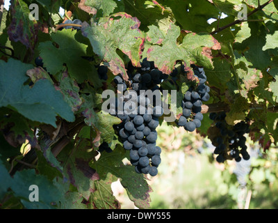 Raisins sur la vigne prêts à prendre près de Bellegarde-duRazes Languedoc, France Banque D'Images