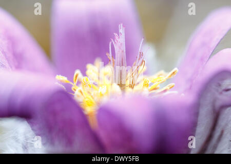 Stamp et organes de fructification de l'anémone pulsatille. Voir à l'intérieur de la fleur. - 2013 Banque D'Images