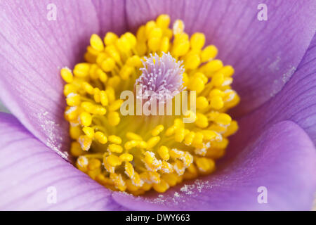 Stamp et organes de fructification de l'anémone pulsatille. Voir à l'intérieur de la fleur. - 2012 Banque D'Images