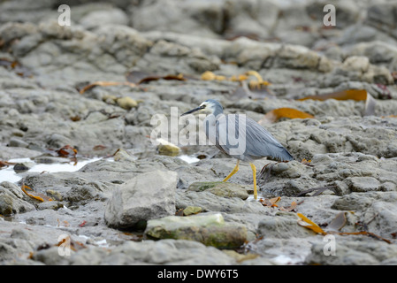 Aigrette à face blanche (Egretta novaehollandiae) en quête de l'entre- zone de marée sur une côte rocheuse. Banque D'Images