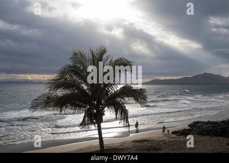 Palm tree silhouetted against the sky avec éclatement à travers les nuages en hiver à Puerto del Carmen, Lanzarote, Îles Canaries Banque D'Images