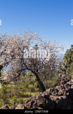 Amandiers en fleur en février près de Santiago del Teide à Tenerife, Îles Canaries, Espagne. Banque D'Images