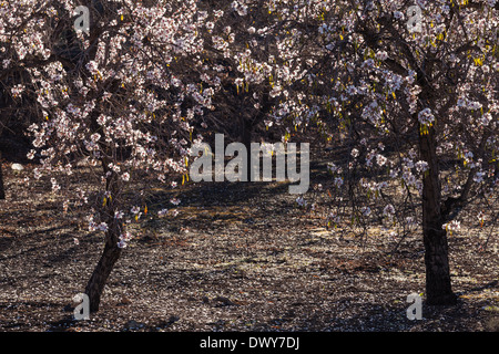 Amandiers en fleur en février près de Santiago del Teide à Tenerife, Îles Canaries, Espagne. Banque D'Images