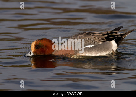 Canard siffleur Anas penelope, canards Banque D'Images