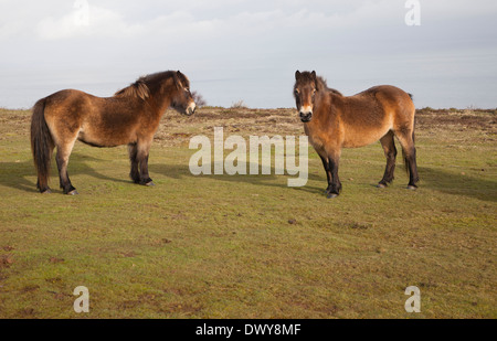 Poneys Exmoor le pâturage près de North Hill, Minehead, Somerset, Angleterre Banque D'Images