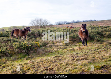 Poneys Exmoor le pâturage près de North Hill, Minehead, Somerset, Angleterre Banque D'Images