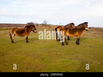 Poneys Exmoor le pâturage près de North Hill, Minehead, Somerset, Angleterre Banque D'Images