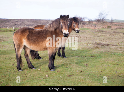 Poneys Exmoor le pâturage près de North Hill, Minehead, Somerset, Angleterre Banque D'Images