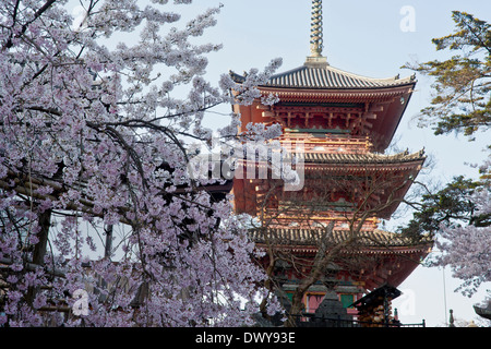 La Pagode Yasaka et cerisiers, Kyoto Prefecture, Japan Banque D'Images