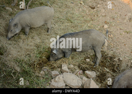 Beau cochon sauvage eurasien (Sus scorfa) vivant dans la forêt thaïlandaise Banque D'Images