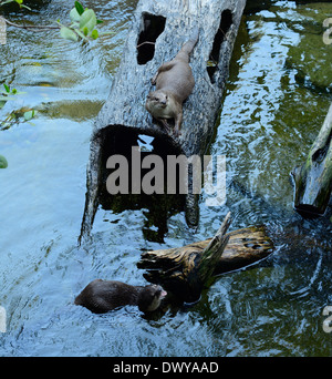 Belle à revêtement lisse Otter (Cerdocyon perspicillata) vivant dans la forêt thaïlandaise Banque D'Images