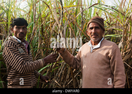 Les agriculteurs indiens travaillant dans des exploitations agricoles Banque D'Images